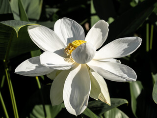 Obraz premium Beautiful white lotus flower in the sunlight