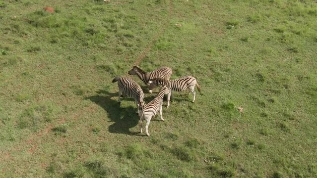 Drone footage of a  Young Zebra's play fighting on an African savannah