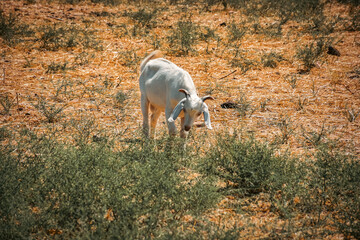 Obraz na płótnie Canvas Small sheep barely looking for fresh grass in grazing lands due to global warming. Global Warming and Livestock in Arid Areas. Climate change affects.