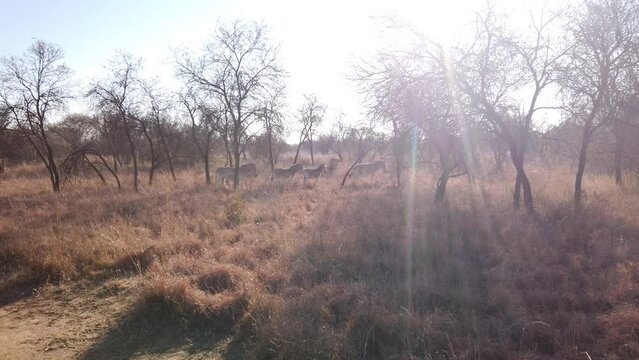 Zebra herd walking in veld with subflares in a game reserve 