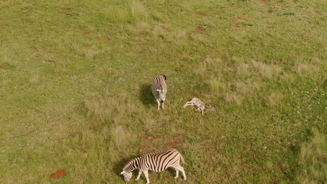 Drone aerial footage of Zebra baby sleeping in the wild