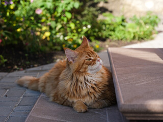 A ginger Maine Coon cat lying on a house porch step. Summer time.