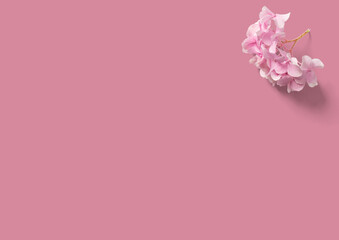 Fototapeta na wymiar Flores de almentro sobre fondo liso rosa. 
