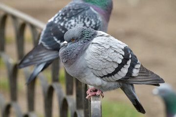 Pigeons standing on a fence, Sofia, Bulgaria