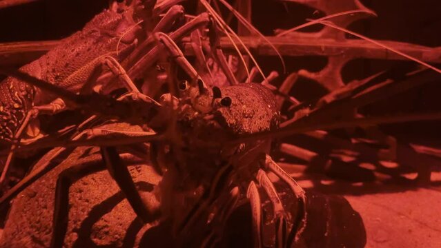 A giant crab eating and moving along side of the aquarium in a red light