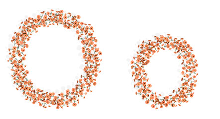 Concept or conceptual set of beautifull blooming gerberas bouquets forming the font O. 3d illustration metaphor for education, design and decoration, romance and love, nature, spring or summer.