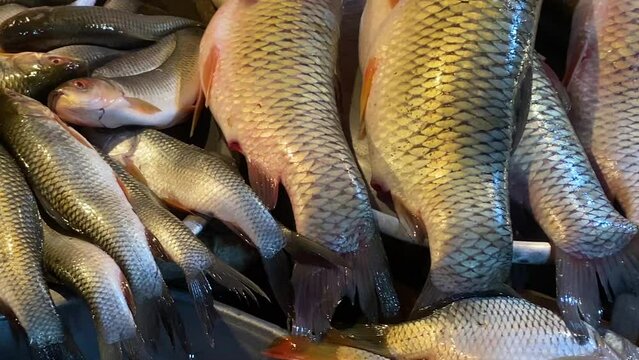 Different kinds of carp fishes displayed for sale at a fish market in Bangladesh. Close up panning high angle shot