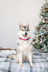 A gray husky dog sits on a bed against the background of Christmas and New Year decorations and a Christmas tree.