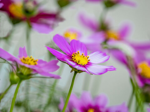 Close up of pink Cosmos flowers in a garden