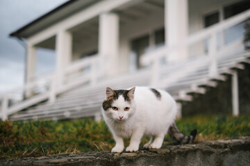 a beautiful white cat walks around the yard of a private house