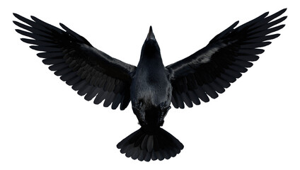 3D Rendering Black Crow on White