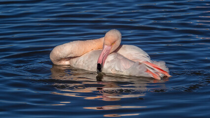 Portrait of a flamingo in a pond in Camargue, France