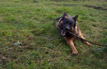Play with dog, german sheppard on the grass in the garden