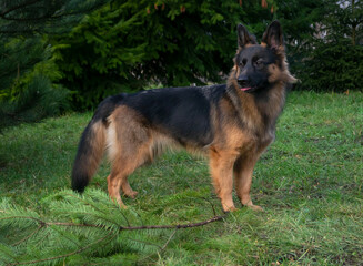 Play with dog, german sheppard on the grass in the garden