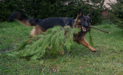 Play with dog, german sheppard on the grass in the garden
