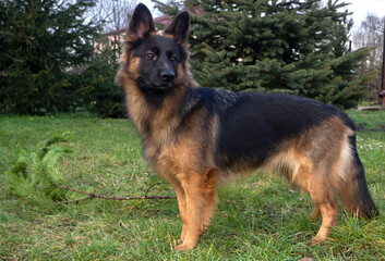 Play with dog, german sheppard on the grass in the garden