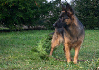 Play with dog, german sheppard on the grass in the garden