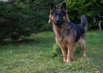 Play with dog, german sheppard on the grass in the garden