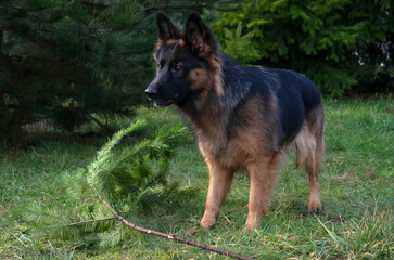 Play with dog, german sheppard on the grass in the garden