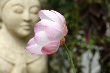 Soft pink lotus flower with bali statue in background