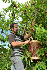 Fototapeta premium Cueillette de cerises en vallée de Seine près de Jumièges. Variété : bigarreau Hedelfingen