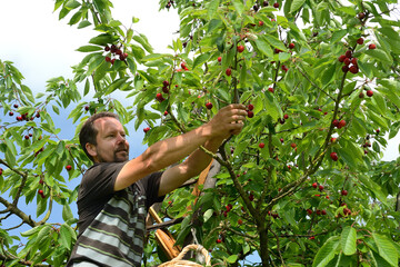 Cueillette de cerises en vallée de Seine près de Jumièges. Variété : bigarreau Hedelfingen