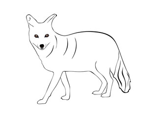 Hand drawn Jackal isolated on white background. Jackal Vector illustration in minimal style.