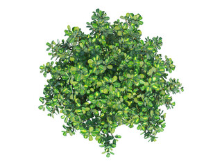 Obraz premium Mirror Bush top view png alpha channel