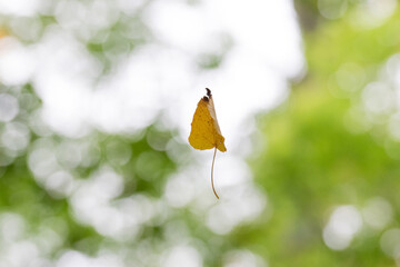 Leaf Floating In Air with Green Background