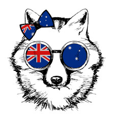 Fox hand drawn portrait. Patriotic sublimation in colors of national flag on white background. Australia