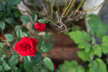 Fototapeta premium 自宅の庭で咲いた真っ赤なバラの花