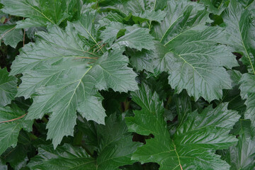 Big green leaves of an Acanthus mollis Bear's Breeches plant