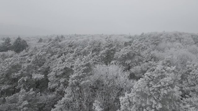 Winter in Poland, Szczecin. Forest recorded from a drone in winter. Beautiful white frosted trees.