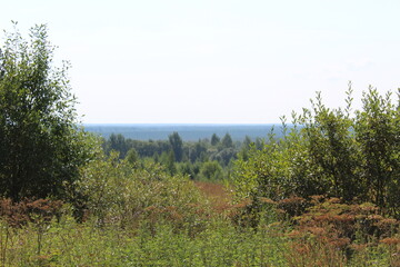 morning in the forest