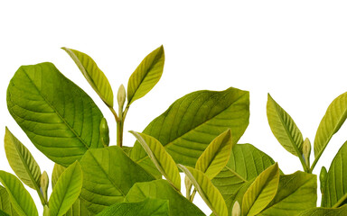 light green guava leaves with yellowish fresh shoots isolated