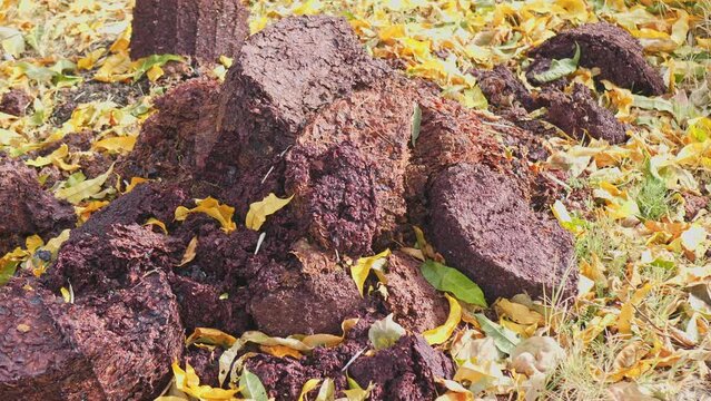 The process of making homemade grape wine. Waste from the production of grape wine for the compost pit into fertilizer. Sustainable production