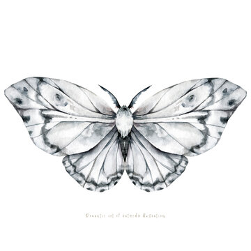 Black and white butterflies watercolor illustration. Plants and wildlife