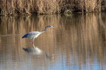 Grey heron fishing in a pond in Camargue, France