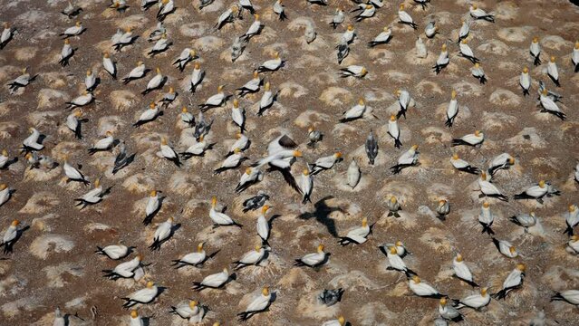 Ganet Colony - Flock of Seabirds Perched on a Rock in New Zealand. Social birds nesting together on cliff.