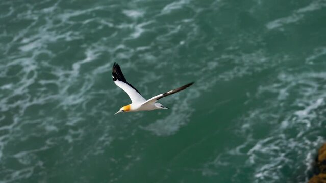 Ganet bird in flight over ocean, hunting in New Zealand. Tracking shot in slow motion.