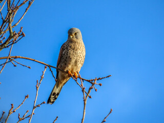 kestrel a bird of prey species belonging to the kestrel group of the falcon family perched on a branch with blue sky in the background