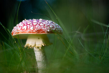 Shot of group edible mushrooms. Edible mushrooms. Close up of poisonous mushroom