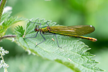 A female banded demoiselle damselfly, Calopteryx splendens, resting on a stinging nettle leaf near a river