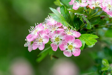 A cluster of pink blossom on an English Hawthorn tree, Crataegus laevigata. Yellow centres with white blending into pink on the petals and young leaves framing them