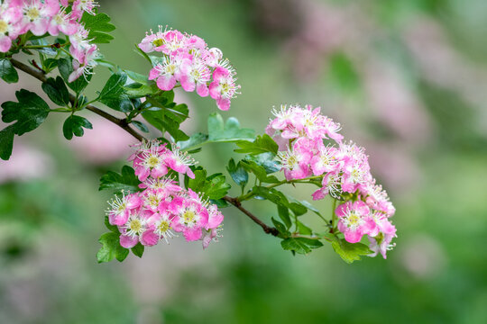 A small branch of English Hawthorn, Crataegus laevigata, seen from the side with clusters of the pink the flowers backed by green leaves
