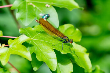 A side on view of a female banded demoiselle damselfly, calopteryx splendens, resting on a leaf in the sunlight near a river