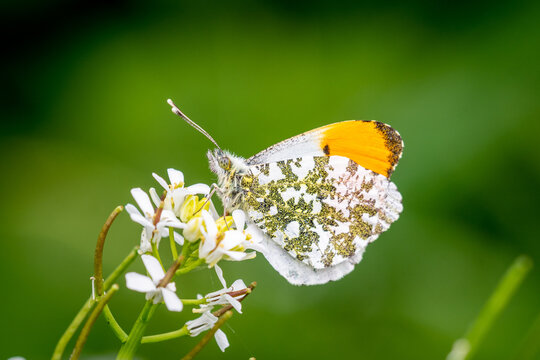 A male Orange Tip butterfly, Anthocharis cardamines, seen side on with its wings closed displaying the green mottling of the underwing as well as the orange tip of the name