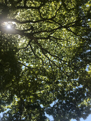 Treetop full of branches and green leaves under sunlight seen from below in summer lungs of the world