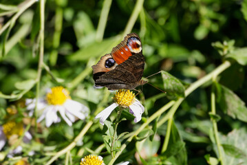 European peacock butterfly (Aglais io) sitting on Spanish Daisy in Zurich, Switzerland