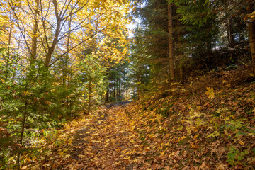 Obraz premium Autumn forest. Belianske Tatras. Slovakia.